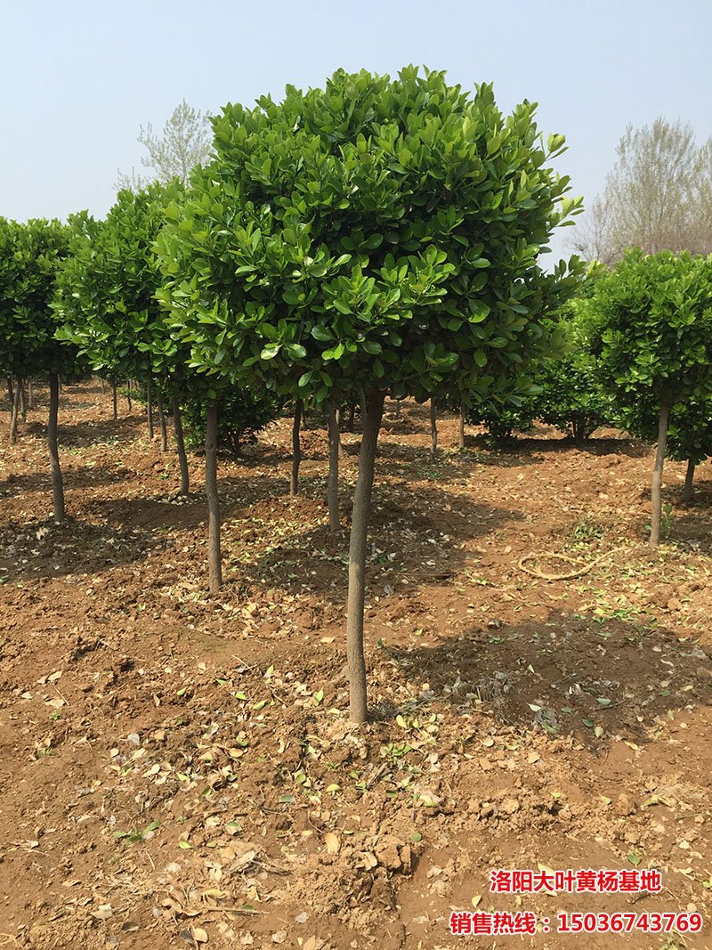 高度80公分至一米,冠幅一米的高杆黄杨球